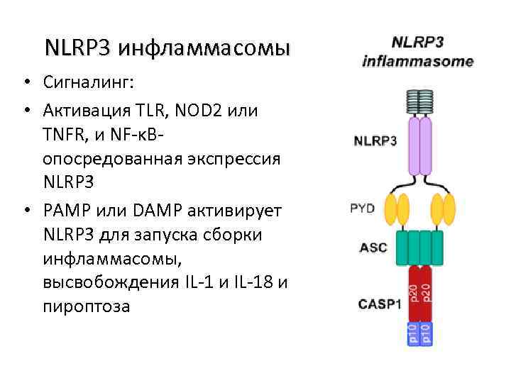 NLRP 3 инфламмасомы • Сигналинг: • Активация TLR, NOD 2 или TNFR, и NF-κBопосредованная