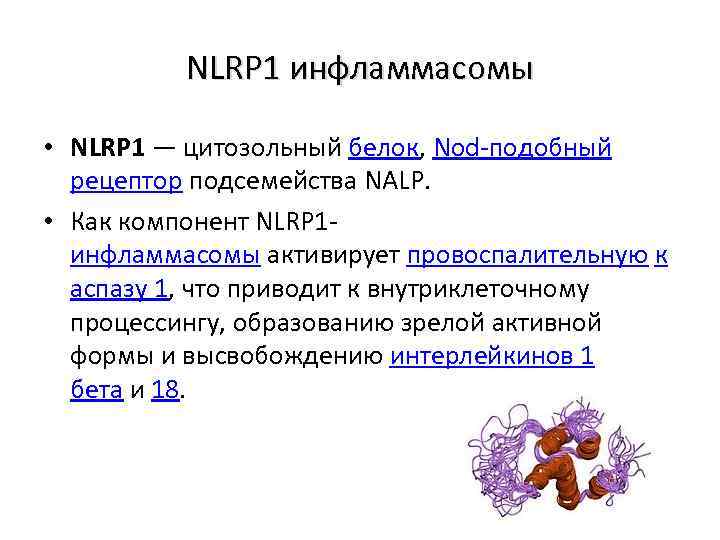 NLRP 1 инфламмасомы • NLRP 1 — цитозольный белок, Nod-подобный рецептор подсемейства NALP. •