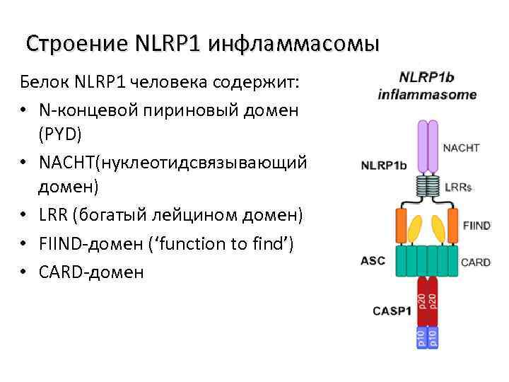 Строение NLRP 1 инфламмасомы Белок NLRP 1 человека содержит: • N-концевой пириновый домен (PYD)