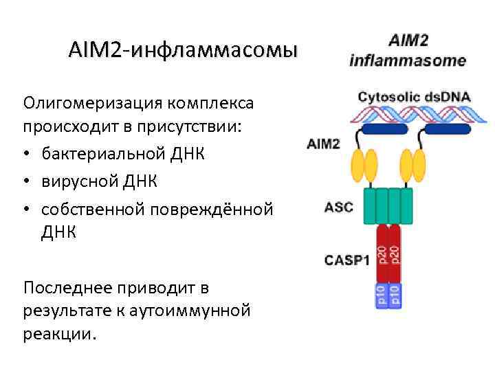 AIM 2 -инфламмасомы Олигомеризация комплекса происходит в присутствии: • бактериальной ДНК • вирусной ДНК