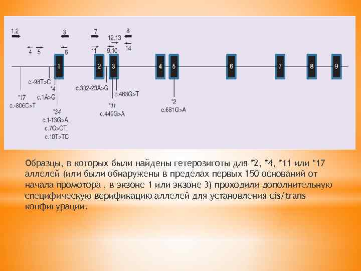 Образцы, в которых были найдены гетерозиготы для *2, *4, *11 или *17 аллелей (или