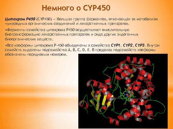 Немного о CYP 450 Цитохром Р 450 (CYP 450) — большая группа ферментов, отвечающая