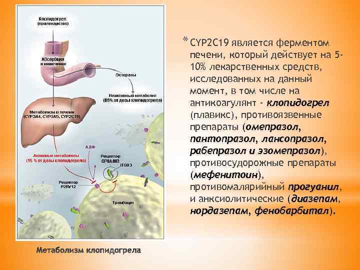 * CYP 2 C 19 является ферментом печени, который действует на 510% лекарственных средств,