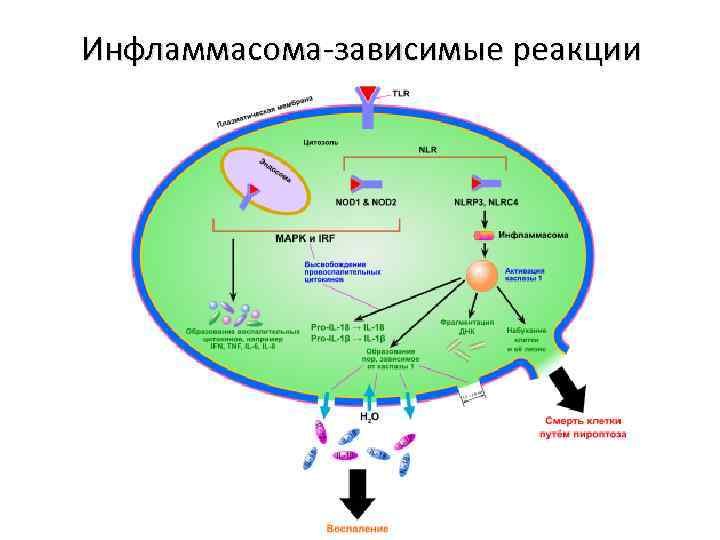 Инфламмасома-зависимые реакции 