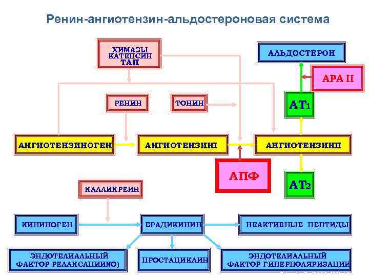 Ренин-ангиотензин-альдостероновая система ХИМАЗЫ КАТЕПСИН АЛЬДОСТЕРОН ТАП АРА II РЕНИН АНГИОТЕНЗИНОГЕН АТ 1 ТОНИН АНГИОТЕНЗИНII