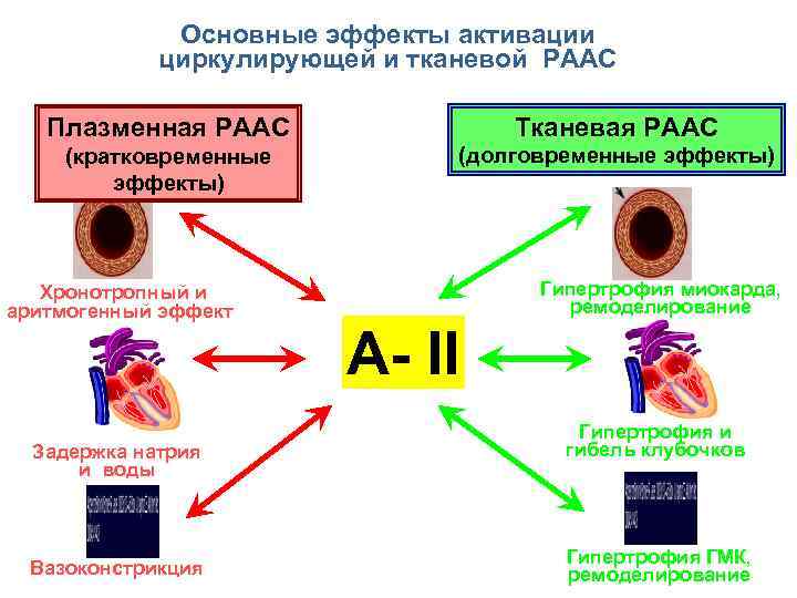 Основные эффекты активации циркулирующей и тканевой РААС Плазменная РААС Тканевая РААС (кратковременные эффекты) (долговременные