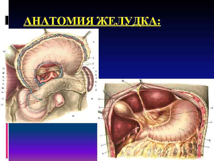 АНАТОМИЯ ЖЕЛУДКА: 