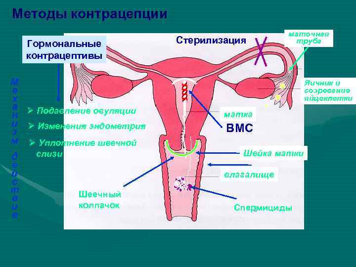 Методы контрацепции Гормональные контрацептивы М е х а Ø Подавление овуляции н и Ø