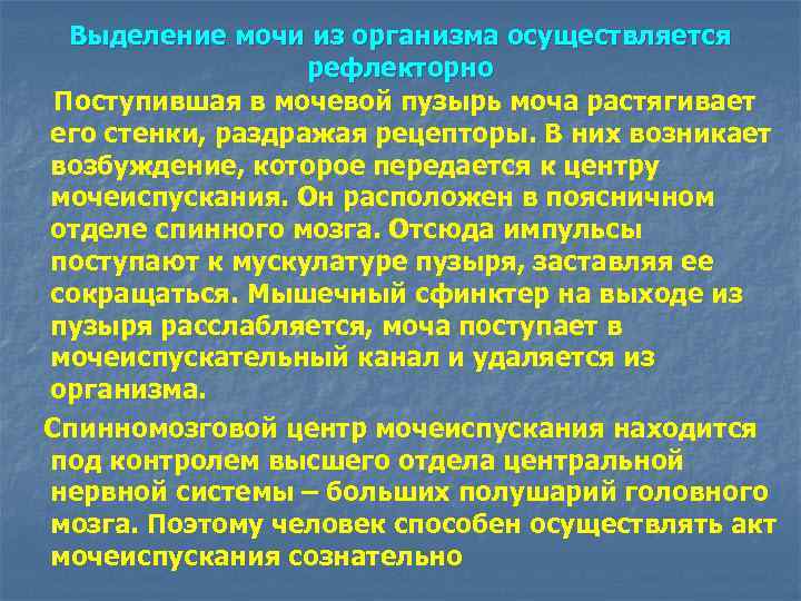 Выделение мочи из организма осуществляется рефлекторно Поступившая в мочевой пузырь моча растягивает его стенки,