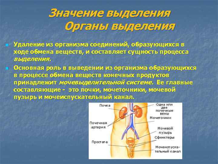 Значения выделения конечных продуктов обмена веществ