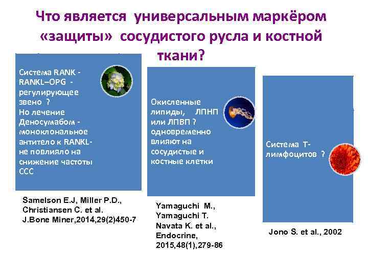 Что является универсальным маркёром «защиты» сосудистого русла и костной ткани? Система RANK - RANKL–OPG