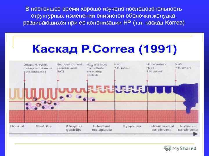 В настоящее время хорошо изучена последовательность структурных изменений слизистой оболочки желудка, развивающихся при ее