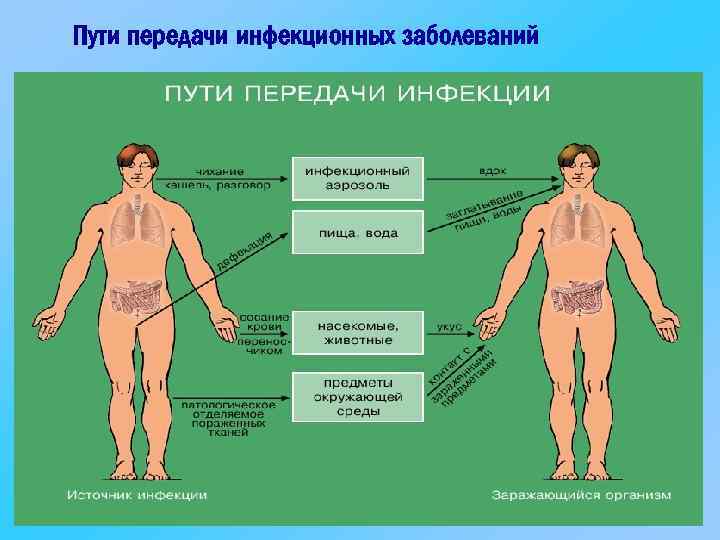 Пути передачи инфекционных заболеваний 