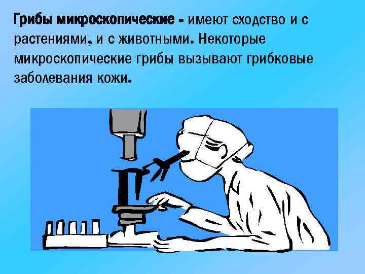 Грибы микроскопические - имеют сходство и с растениями, и с животными. Некоторые микроскопические грибы
