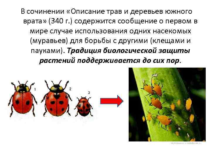 В сочинении «Описание трав и деревьев южного врата» (340 г. ) содержится сообщение о