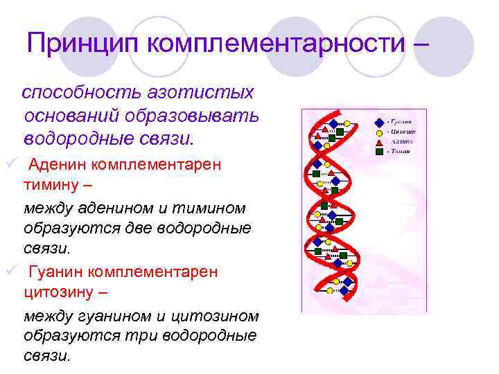 Принцип комплементарности – способность азотистых оснований образовывать водородные связи. ü Аденин комплементарен тимину –