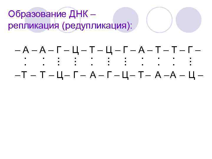 Образование ДНК – репликация (редупликация): –А–А–Г–Ц–Т–Ц–Г–А–Т–Т–Г– . . . . – Т – Ц