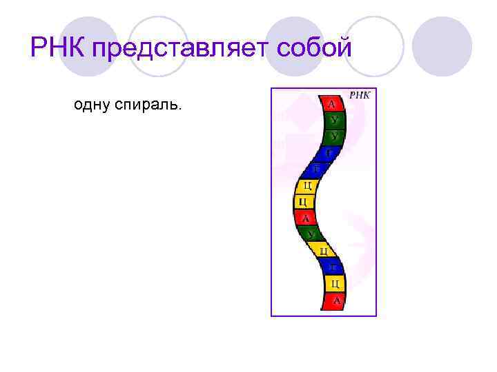 РНК представляет собой одну спираль. 