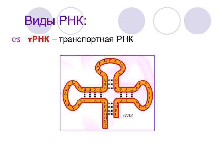 Виды РНК: т. РНК – транспортная РНК 