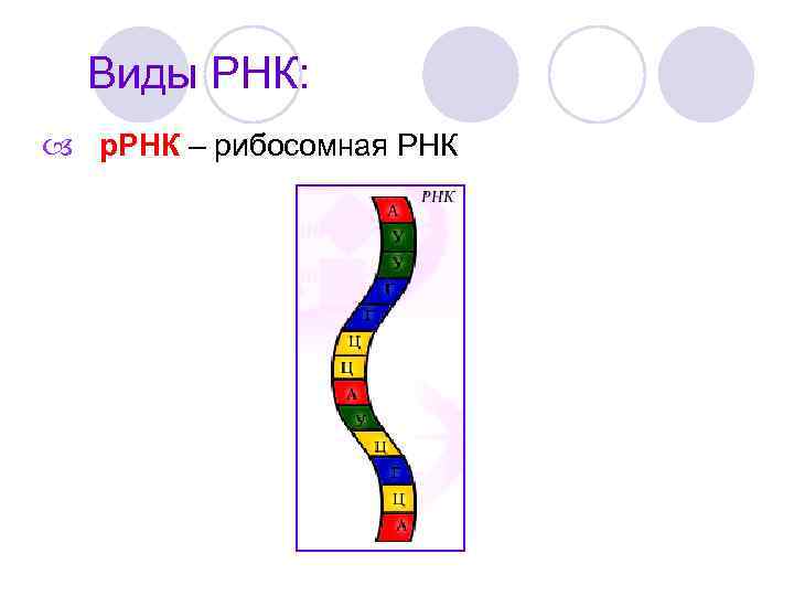 Виды РНК: р. РНК – рибосомная РНК 