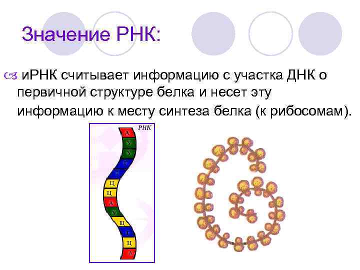 Значение РНК: и. РНК считывает информацию с участка ДНК о первичной структуре белка и