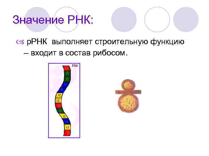 Значение РНК: р. РНК выполняет строительную функцию – входит в состав рибосом. 