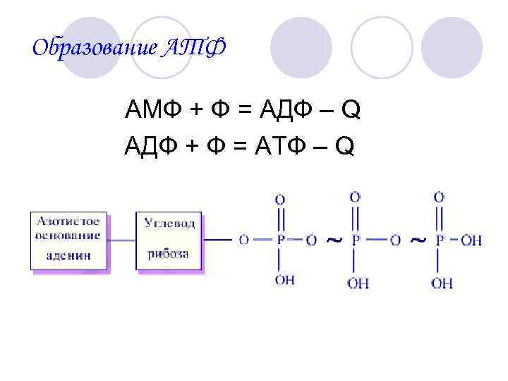 Образование АТФ АМФ + Ф = АДФ – Q АДФ + Ф = АТФ