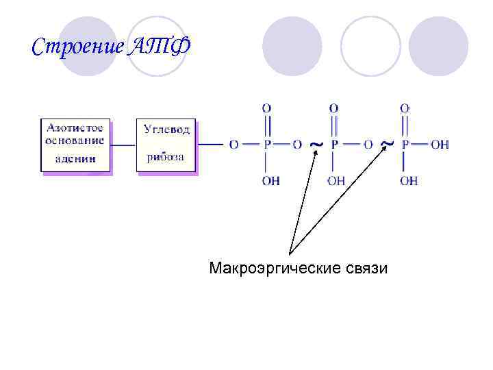 Строение АТФ Макроэргические связи 