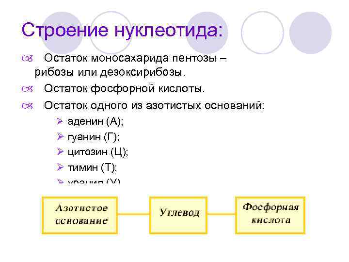 Строение нуклеотида: Остаток моносахарида пентозы – рибозы или дезоксирибозы. Остаток фосфорной кислоты. Остаток одного