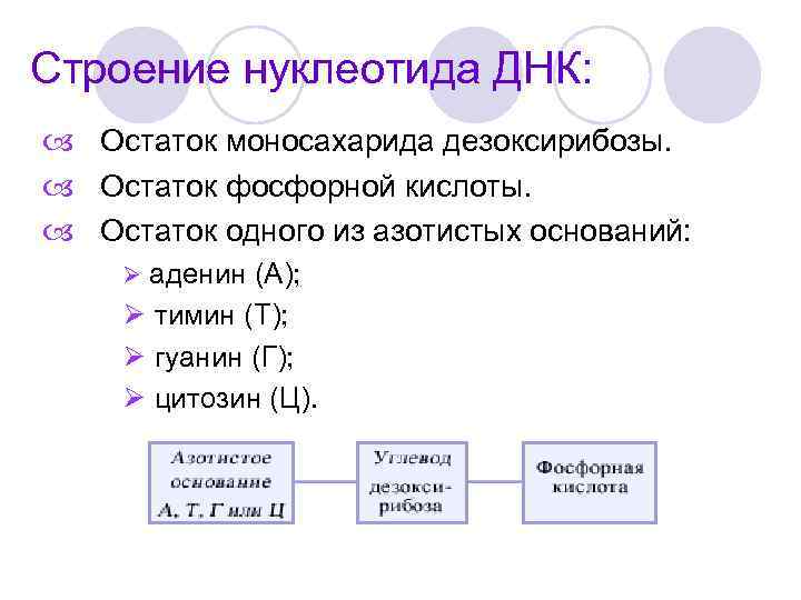 Строение нуклеотида ДНК: Остаток моносахарида дезоксирибозы. Остаток фосфорной кислоты. Остаток одного из азотистых оснований: