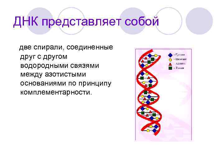 ДНК представляет собой две спирали, соединенные друг с другом водородными связями между азотистыми основаниями