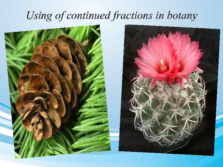 Using of continued fractions in botany 