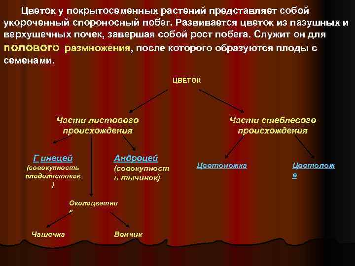 Цветок у покрытосеменных растений представляет собой укороченный спороносный побег. Развивается цветок из пазушных и