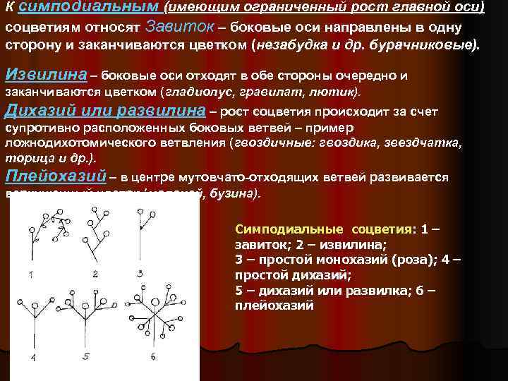 К симподиальным (имеющим ограниченный рост главной оси) соцветиям относят Завиток – боковые оси направлены