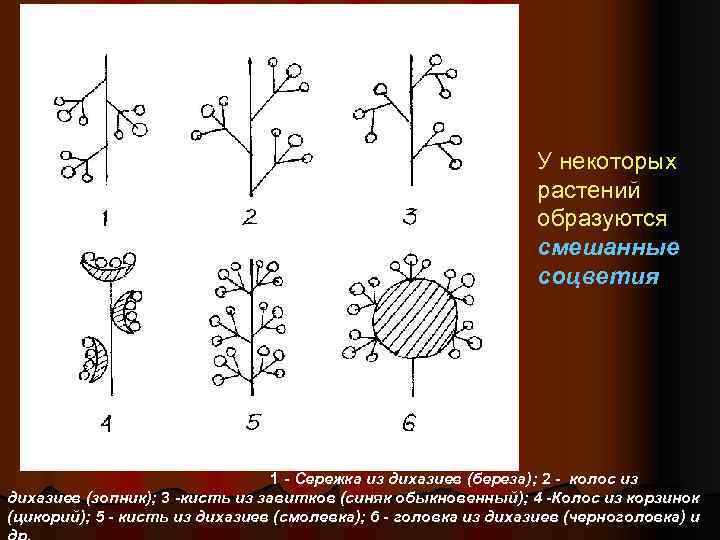 У некоторых растений образуются смешанные соцветия 1 - Сережка из дихазиев (береза); 2 -