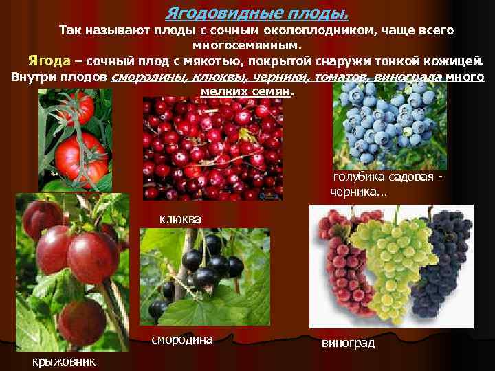 Что называют плодом. Ягодовидные плоды. Плод ягода примеры. Плод ягода у растений. Сочные ягодные плоды.