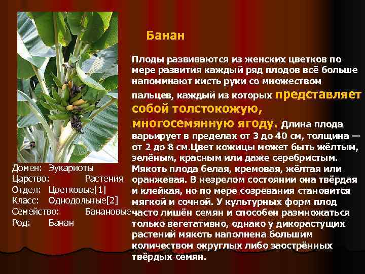 Банан Плоды развиваются из женских цветков по мере развития каждый ряд плодов всё больше