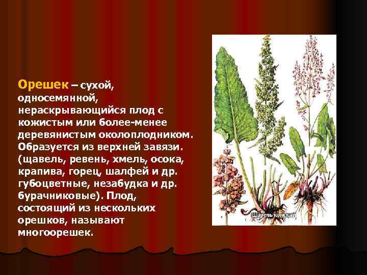 Орешек – сухой, односемянной, нераскрывающийся плод с кожистым или более-менее деревянистым околоплодником. Образуется из