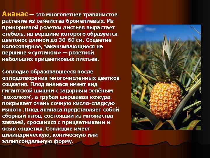 Ананас — это многолетнее травянистое растение из семейства бромелиевых. Из прикорневой розетки листьев вырастает