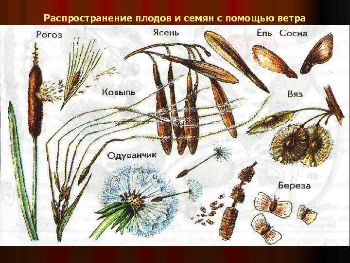 Семена растений 3 класс. Способы распространения плодов. Способы распространения плодов и семян. Семена растений распространяются с помощью. Распространение плодов и семян ветром.