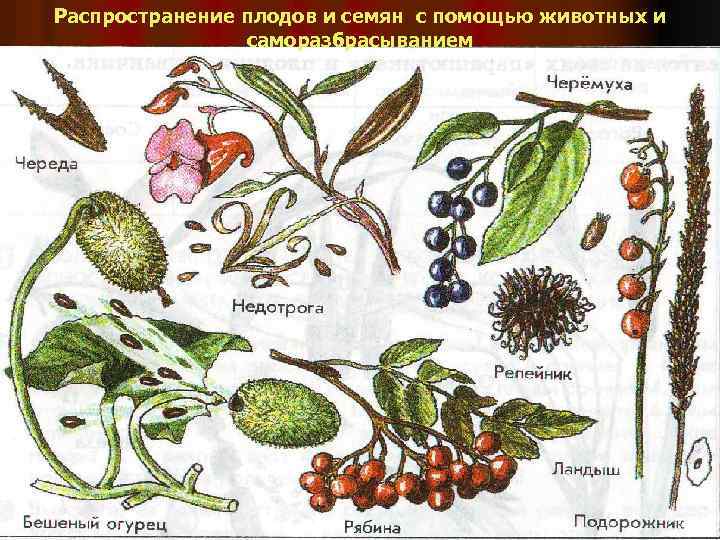 Распространение плодов и семян с помощью животных и саморазбрасыванием 