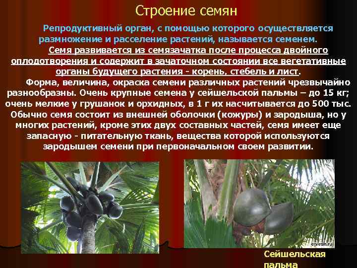 Строение семян Репродуктивный орган, с помощью которого осуществляется размножение и расселение растений, называется семенем.