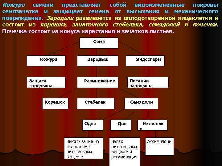 Кожура семени представляет собой видоизмененные покровы семязачатка и защищает семена от высыхания и механического