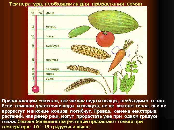 Температура, необходимая для прорастания семян Прорастающим семенам, так же как вода и воздух, необходимо