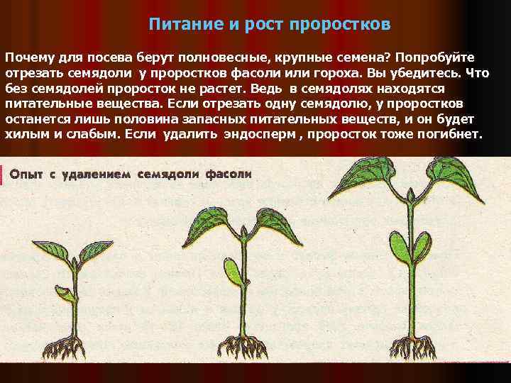 Первые листья растения семядоли. Питание и рост проростков растений. Семядоли проростка. Рост и питание проростка 6 класс биология. Питание и рост проростка семян.