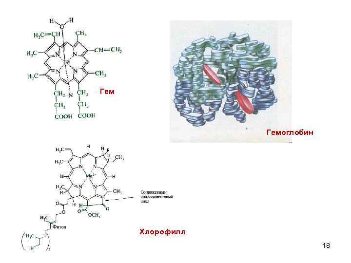 Гем Гемоглобин Хлорофилл 18 