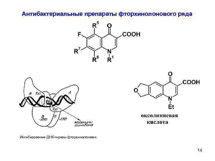 Антибактериальные препараты фторхинолонового ряда Ингибирование ДНК-гиразы фторхинолонами. 14 5 