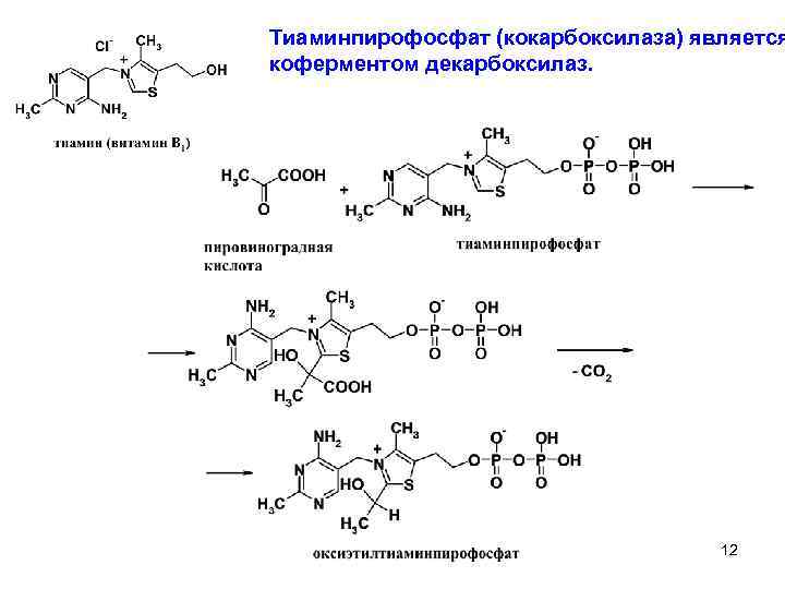 Тиаминпирофосфат (кокарбоксилаза) является коферментом декарбоксилаз. 12 