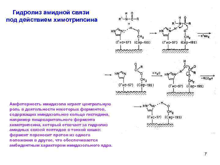 Гидролиз амидной связи под действием химотрипсина Амфотерность имидазола играет центральную роль в деятельности некоторых