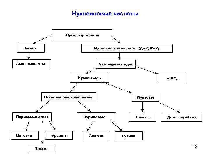Нуклеиновые кислоты 13 4 